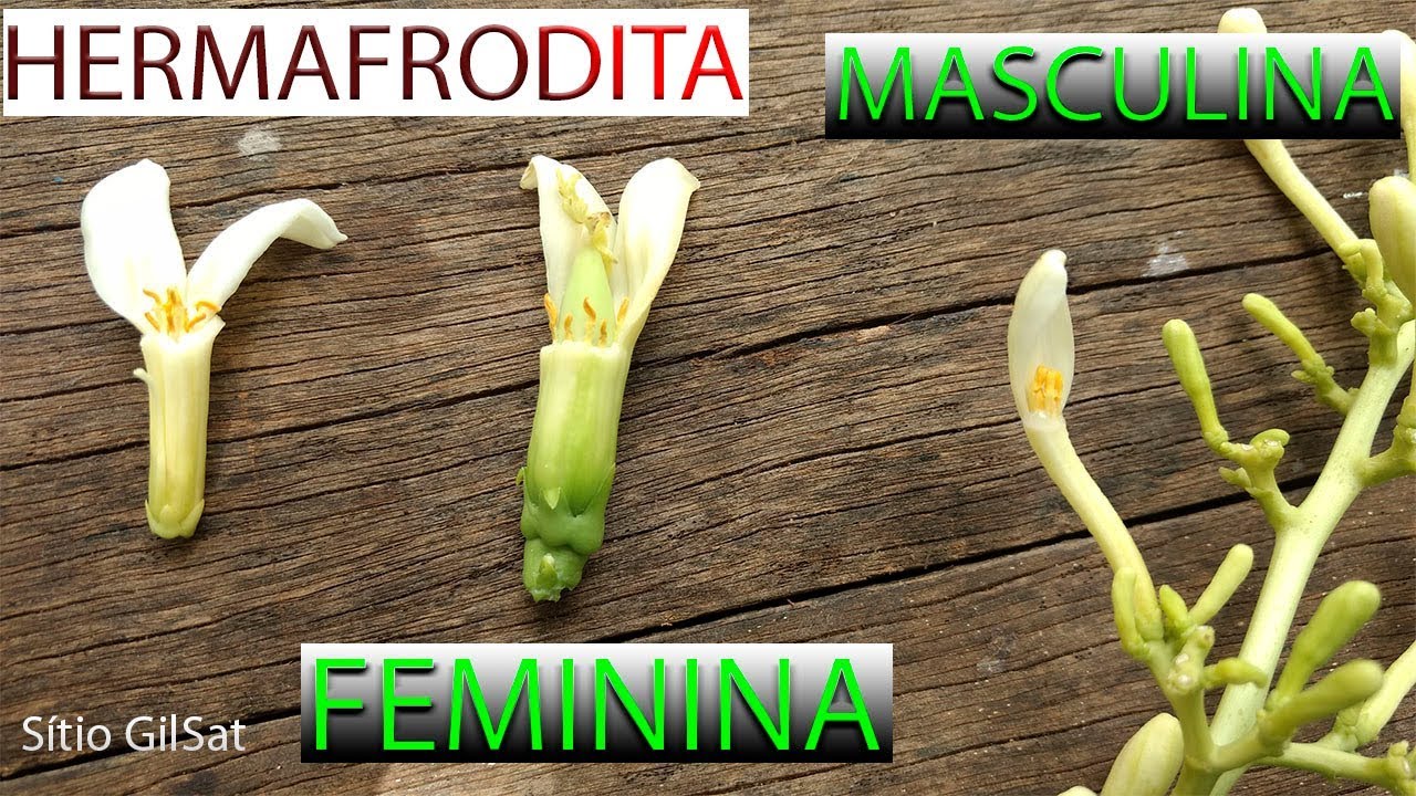 COMO DIFERENCIAR MAMÃO FEMEA MACHO E HERMAFRODITA SítioGilSat YouTube COMO DIFERENCIAR MAMÃO FEMEA MACHO E HERMAFRODITA SítioGilSat YouTube