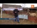 Волчья резня в Одесской области — уничтожены 24 овцы