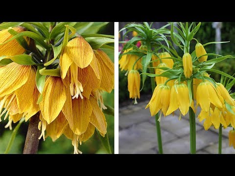 Video: Flowers imperial hassel grouse - den kungliga representanten för trädgårdsväxter