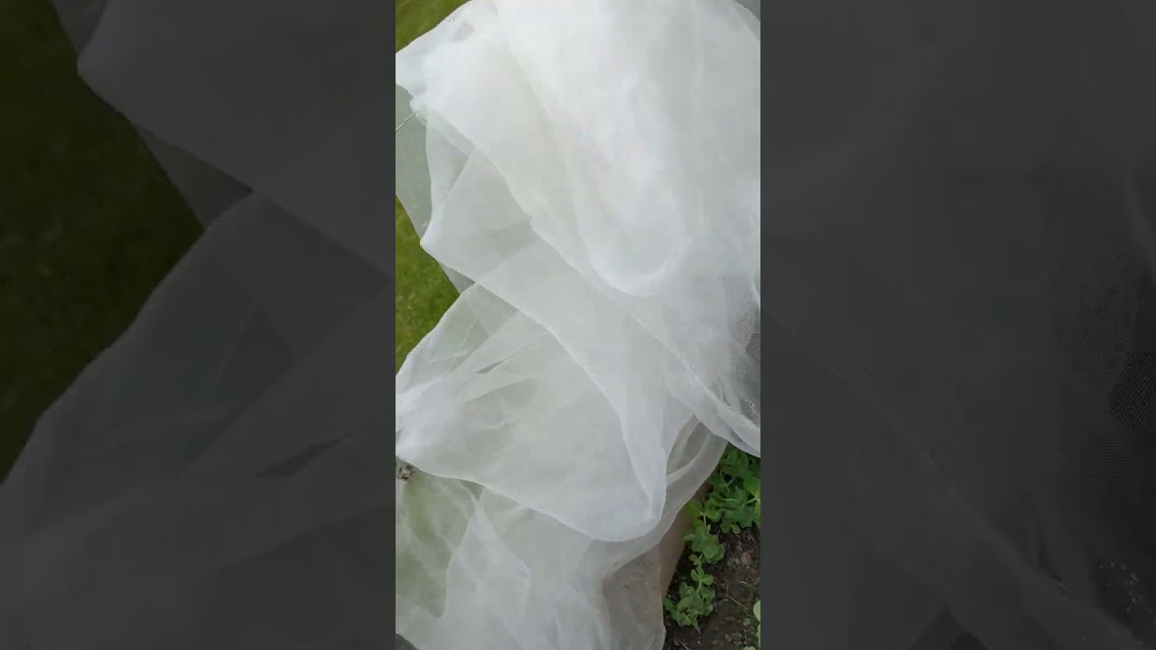 Harvesting and frost damage.