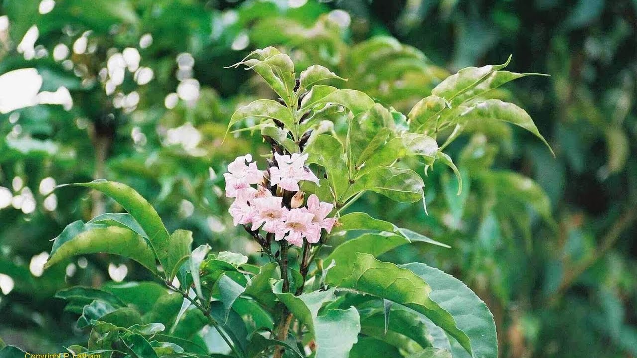 AS FOLHAS SAGRADAS - PARTE 1