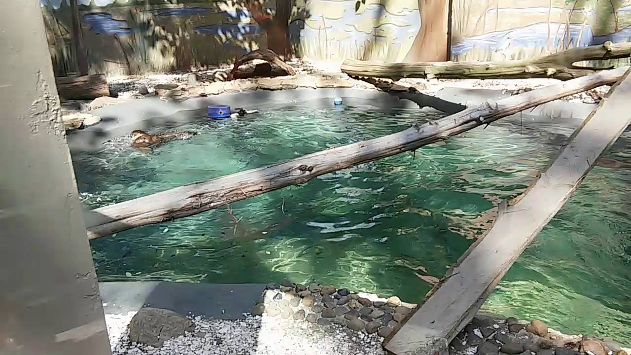 camera iphone 8 plus apk River otters playing at the Cape May Zoo