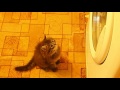 Сибирская кошка. 1,5 месяца. Нападение на стиральную машинку (в конце видео)