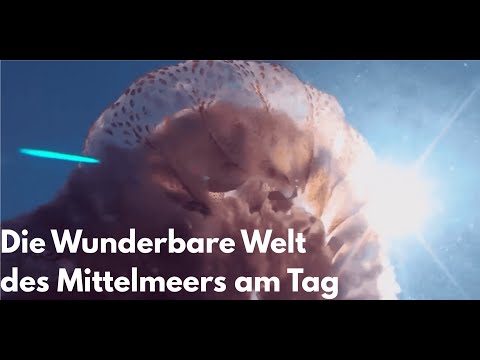 Die Wunderbare Welt