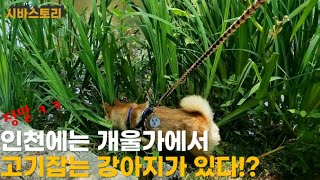 24.06.07(금) 인천에는 고기잡는 시바 강아지가 있다?!시바견 힐링 채널 ShibaInu Tory