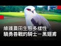 驍勇善戰的騎士－黑翅鳶｜廣編企劃