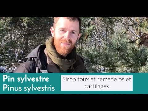 Vidéo: Pin Sylvestre - Description, Propriétés, Utilisation Des Cônes