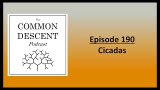 Episode 190  Cicadas