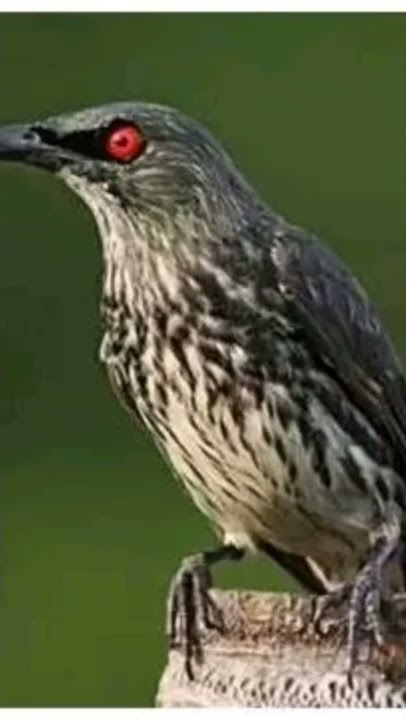 suara pikat burung perling cucak Keling dijamin Ampuh langsung nyaut