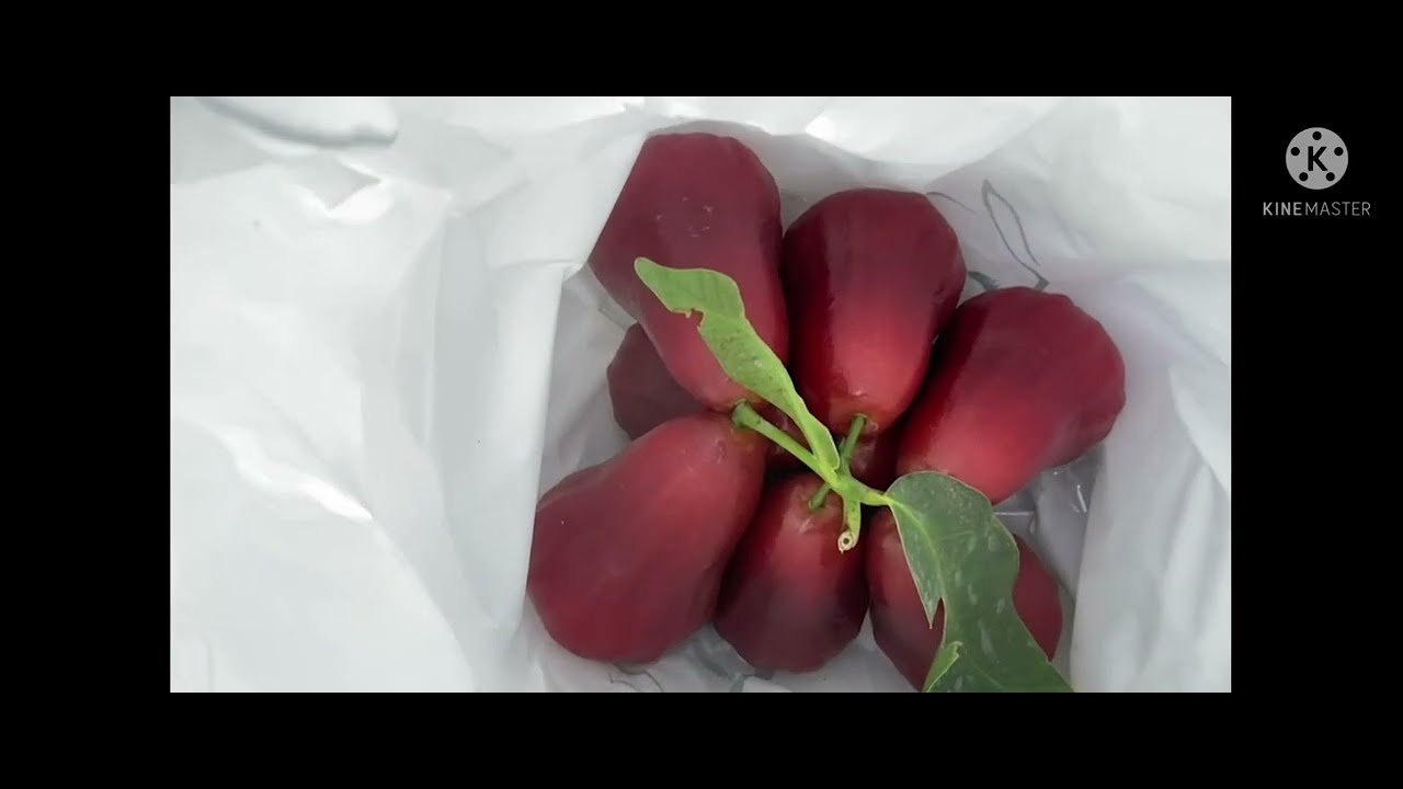 Panen Jambu Air Mutiara Hitam YouTube