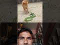 Nitesh Kumar official cat and snake attack