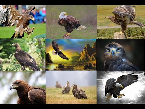 Eagle HD Wallpaper | Eagle HD Photos | Eagle HD Wallpaper Images