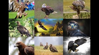 Eagle HD Wallpaper | Eagle HD Photos | Eagle HD Wallpaper Images screenshot 5