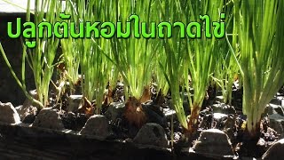 ▶วิธีการปลูกหอมแบ่งในแผงไข่#onion ได้ผลจริงๆแฮะ!