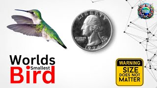 Hummingbirds: CloseUp of World's Smallest Bird