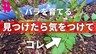 【バラ】これを見つけたら気をつけて！園芸農家が教えます