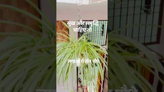 #garden #nonfollowerseveryone #plantslover #viral #rooftop #trendings #wateringtips