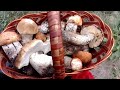Первые Белые грибы Подосиновики Маслята октябрь 2020