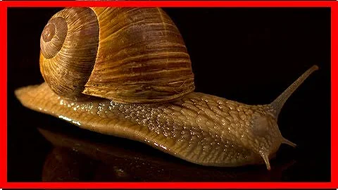 Kann eine Schnecke mit kaputten Haus überleben?