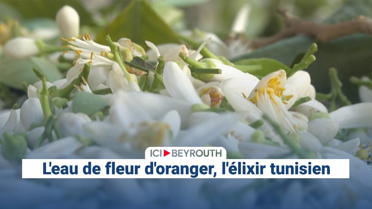 L'eau de fleur d'oranger, l'élixir tunisien - YouTube
