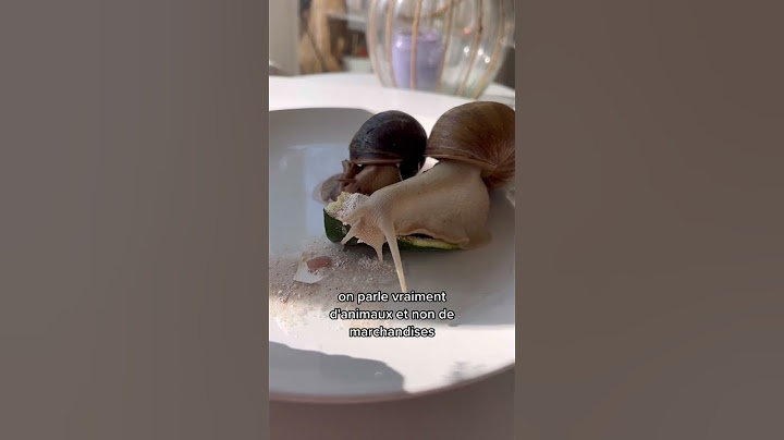 Où adopter ses escargots géants ? 😌🐌 #YouTubeCreatorCommunity
