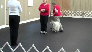 Sizzles 1St Novice Leg - Murfreesboro 9511