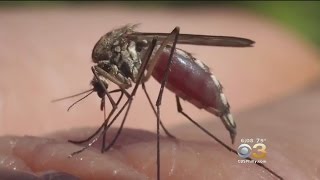 Camden County Uses Fish To Battle Mosquitoes