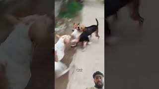 How Street Dogs Communicate Over Territory | Natural Pack Behavior #shorts #dogterritory #dogpack