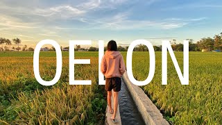 Indahnya pemandangan persawahan di Oelon, Kupang.