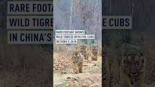 Rare Footage Shows Wild Tigress With Five Cubs In Chinas Jilin