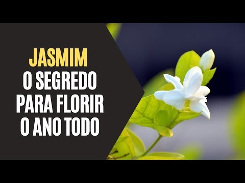 Vídeo: Por Que O Jasmim De Interior Não Floresce