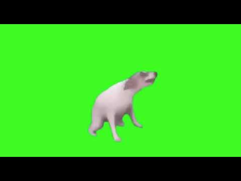 Dog Dance Meme