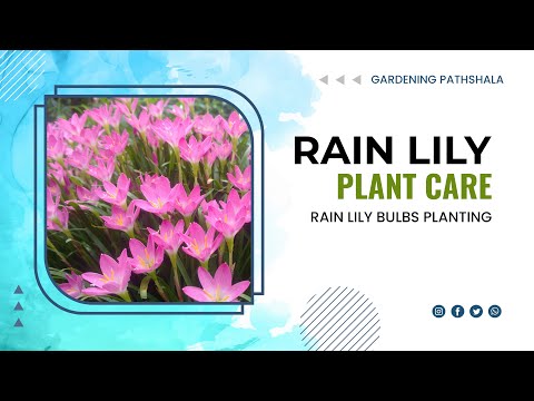 Rain Lily Plant Care - How to Plant Rain Lily Bulbs