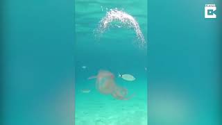 Une petite méduse coincée dans une bulle d eau    manège gratuit720P HD 1