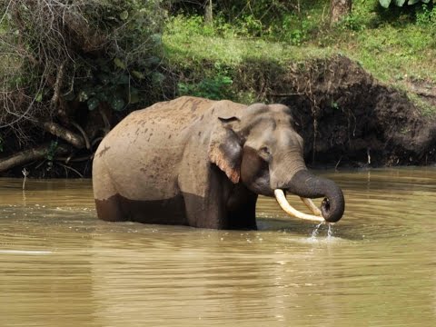 B R Hills Sanctuary video