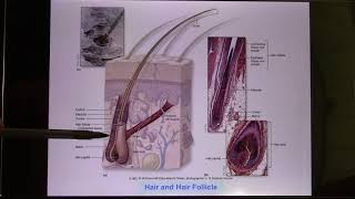 ACC Biol2401 API Online Lecture Ch5 Skin2