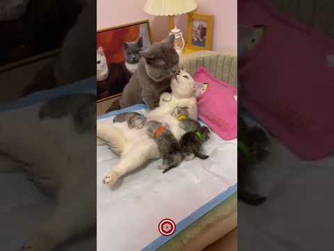 Yavrularını beslerken eşinin yanından ayrılmayan vefakar kedi 🥰