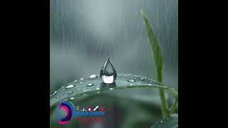 Raindrop Serenade