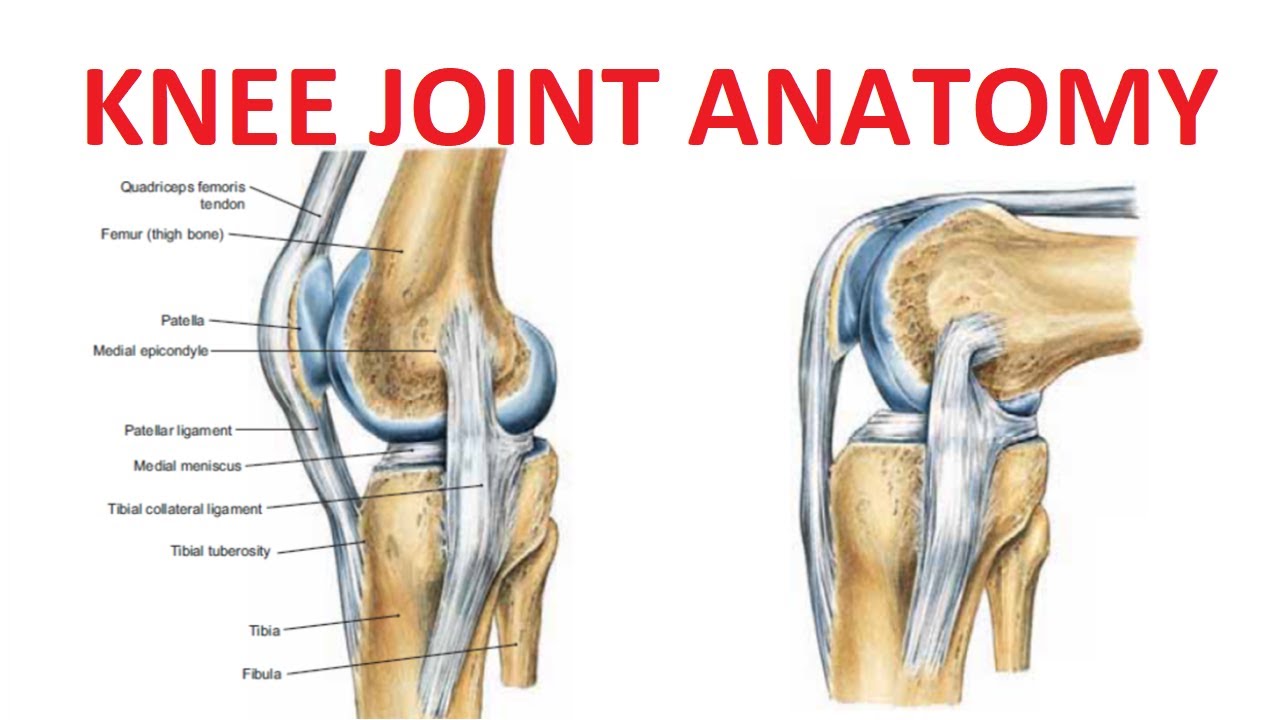 Anatomy Of The Knee Joint Owlcation Education Gambaran