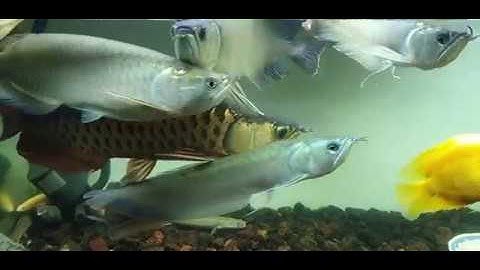 Cách nuôi cá rồng - Phần 2: Bệnh đục mắt- giết chết cá trong 8 tiếng