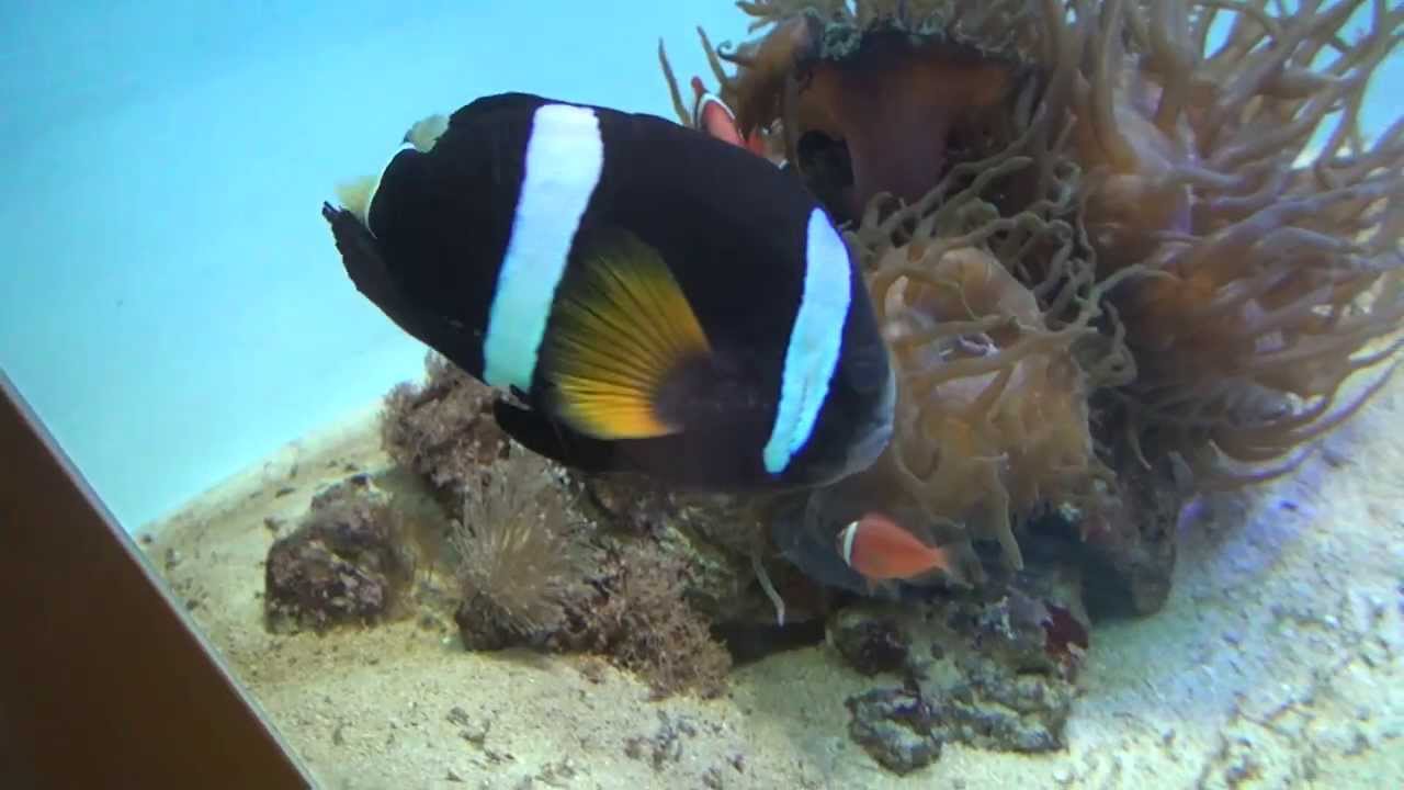 くまのみ Anemonefish Youtube くまのみ Anemonefish Youtube