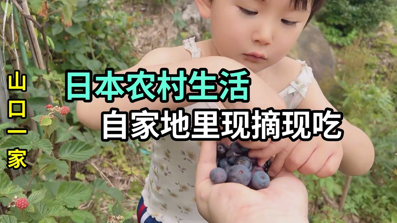 日本農村有地就是好！想吃啥就種啥，拉上喜娜去地裏摘果子吃