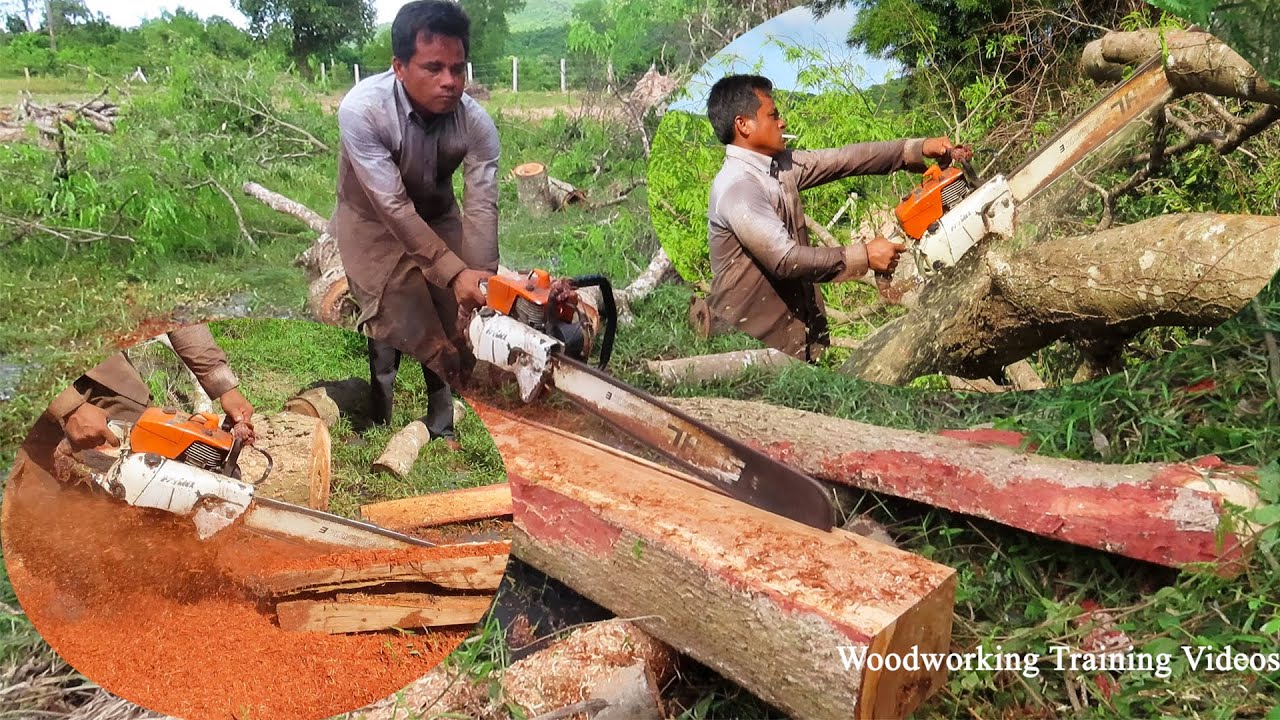 STIHL Chainsaw MS720 Cutting Down Beautiful Trees! Indonesia Tree ...