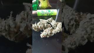 WEED STRAINS: SOUR TANGIE-GARDEN OF GREEN