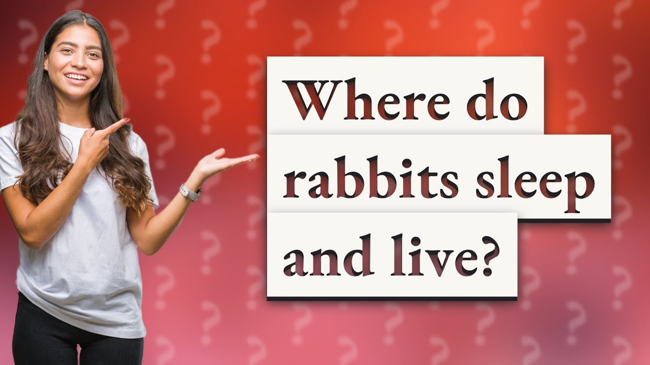 Where Do Rabbits Sleep At Night