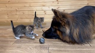 German Shepherd's Reaction to Kittens Stealing his Favorite Toy