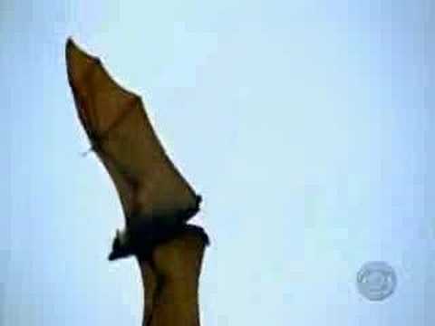 Survivor Fiji Intro