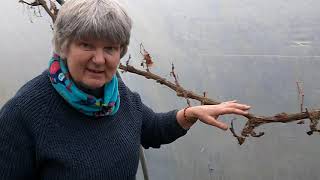 Pruning your grape vine.