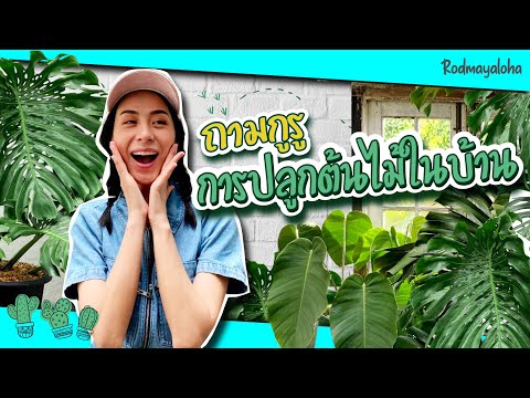 แนะนำต้นไม้ปลูกในบ้าน จาก พี่วิทย์ little tree [เที่ยวง่ายๆ สไตล์รถเมล์]