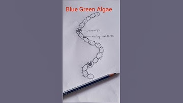 Blue Green Algae (Nostoc) Diagram #shorts